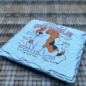Animal Anatomy - Beagle