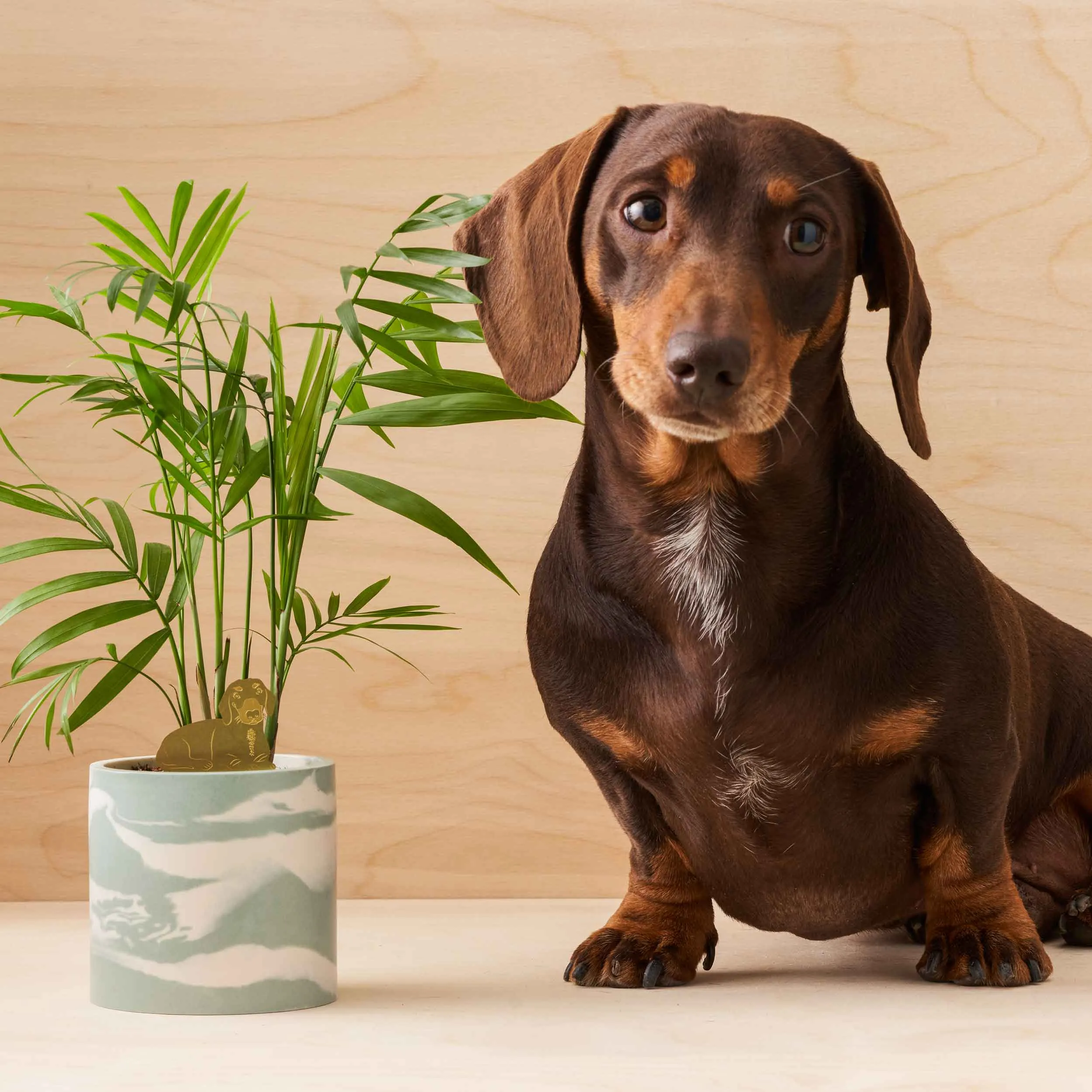 Brass Plant Pet: Daschund