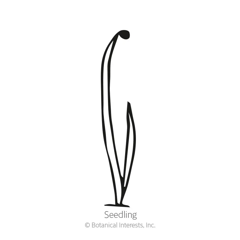 Gabriella Bulb Onion Seeds