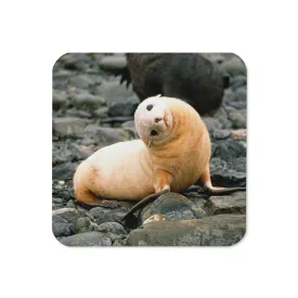 Gloss Coated Cork Backed Coaster - Baby Sea Lion